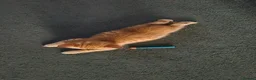 Mixed Breed cats for sale: Gorgeous ginger girl looking for forever home - Advert 4