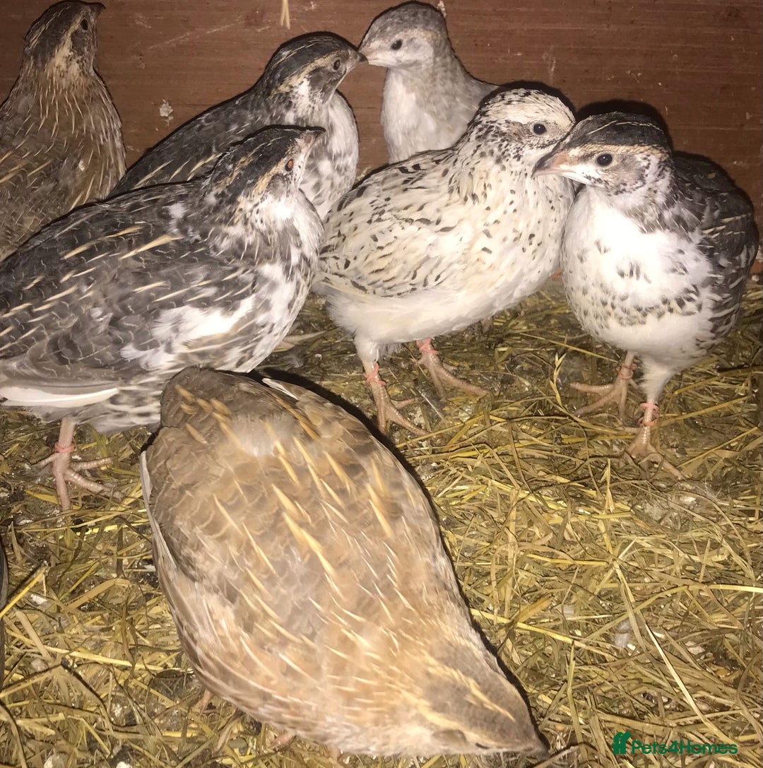 Quail poultry for sale: QUAIL HATCHING EGGS/1ST SEPTEMBER ! - Image 27