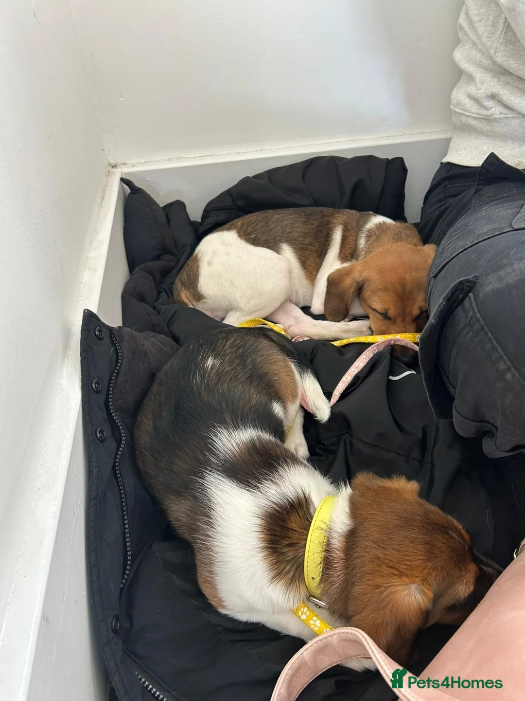 Jack Russell dogs for sale: Brother and sister - Advert 2