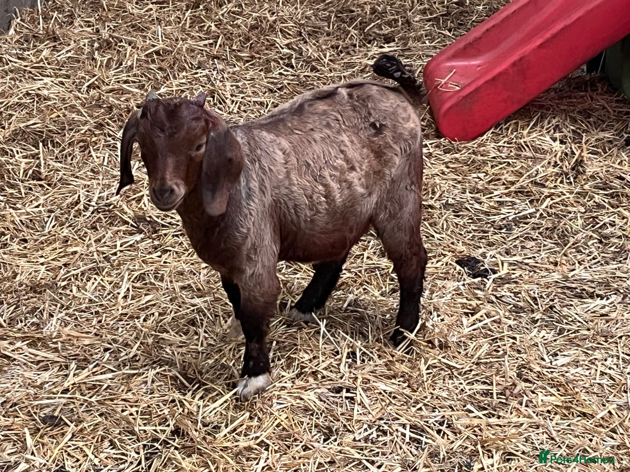 Goats livestock 12 week old pure  Boer billy goat.  - Advert 13
