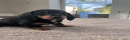 Miniature Dachshund dogs for sale: *** 3 beautiful mini dachshunds ** - Advert 20