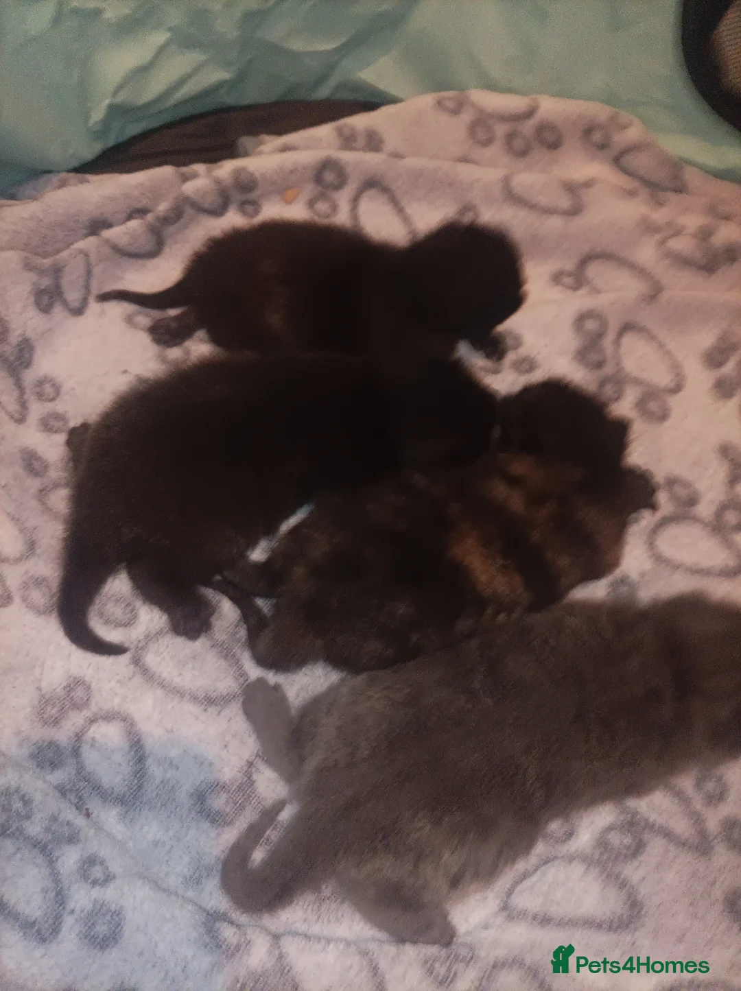 Mixed Breed cats for sale: Gorgeous tortoise Shell kittens - Advert 2