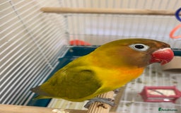 Lovebirds birds for sale: Lovebird  - Image 2