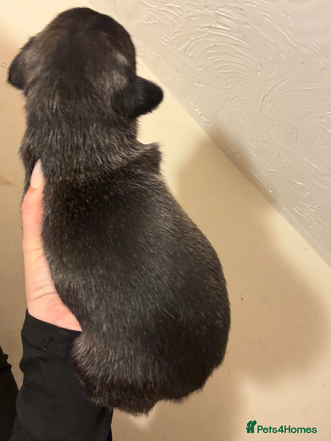 Mixed Breed dogs for sale: Bull lurcher cross puppies - Advert 7