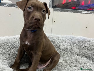 American Bull Staffy dogs Staffy Bull Puppies - Advert 1