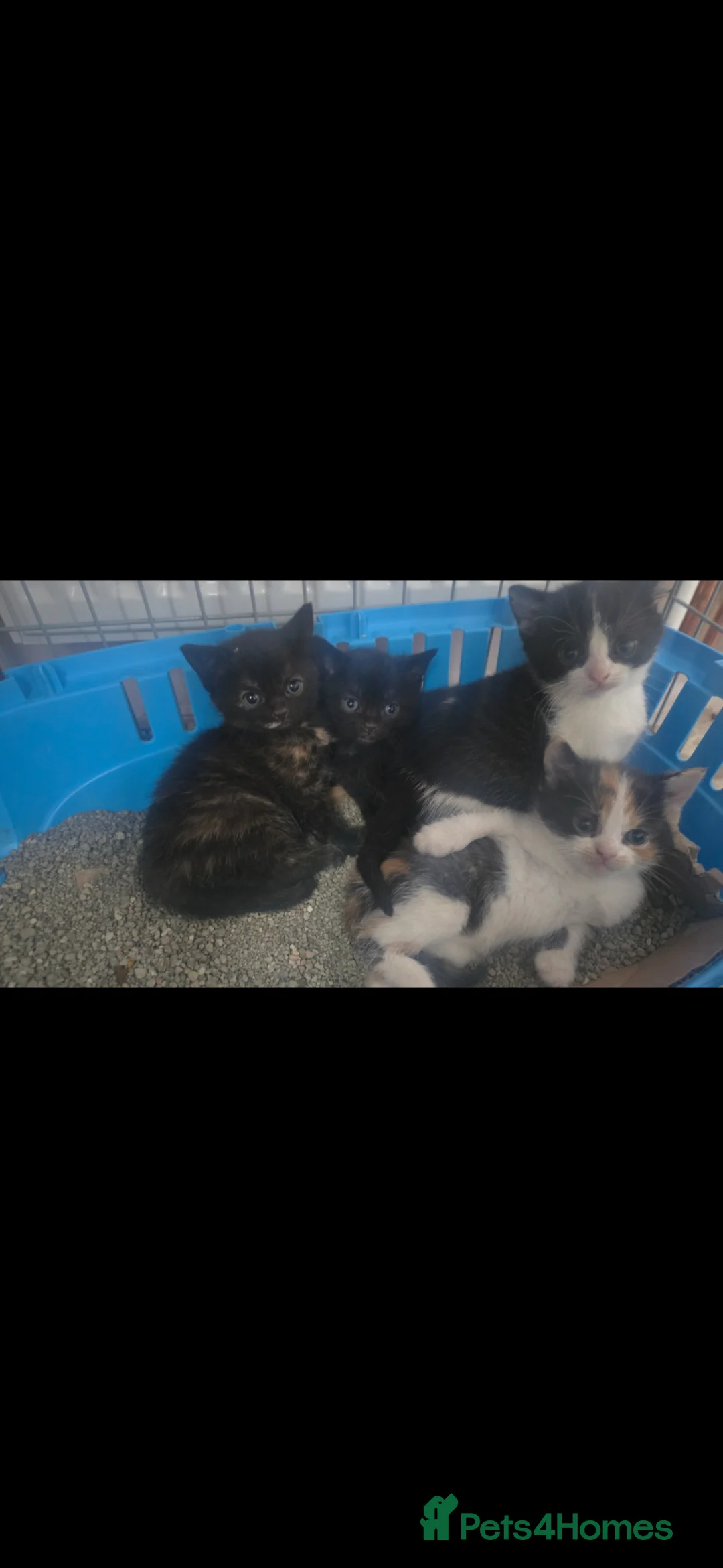 Mixed Breed cats for sale: Lovely 2 girl kittens 😸 😍 9 weeks old - Advert 17