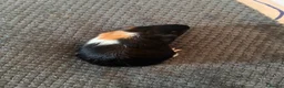 Guinea Pig rodents for sale: Two male Guinea pigs  in Penrith - Advert 2