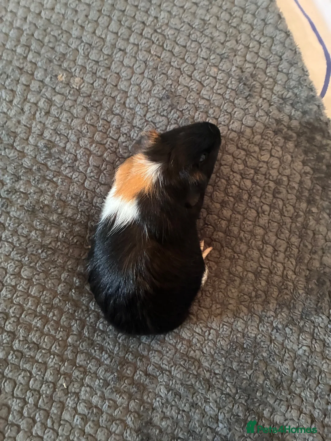 Guinea Pig rodents for sale: Two male Guinea pigs  in Penrith - Advert 2