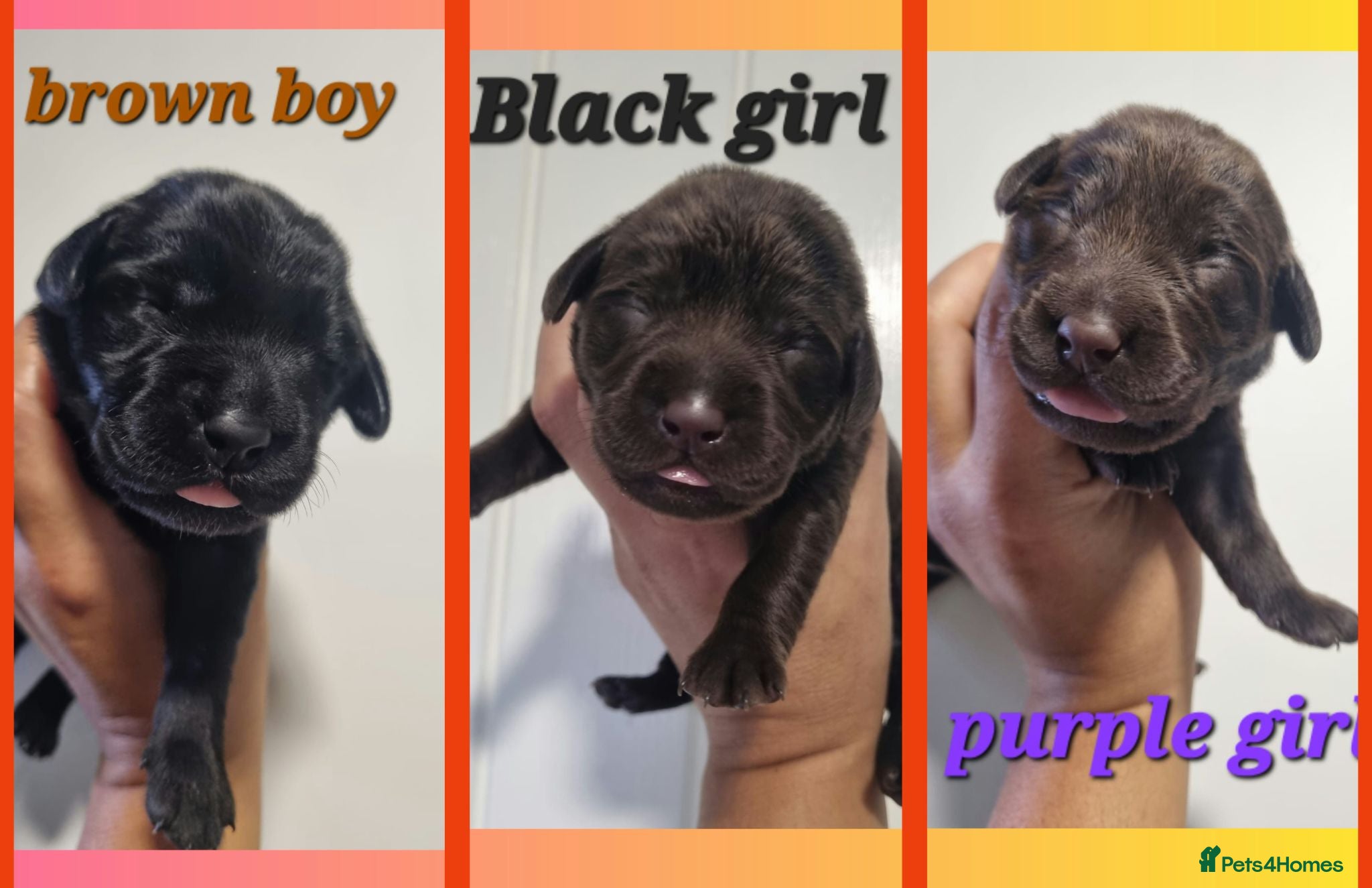 Labrador Retriever dogs  BEAUTIFUL PUPPIES FROM FULLY HEALTHTESTED PARENTS - Advert 2