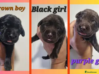 Labrador Retriever dogs BEAUTIFUL PUPPIES FROM FULLY HEALTHTESTED PARENTS - Advert 2