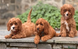 Cavapoo dogs for sale: Outstanding litter of deep red cavapoos - Image 10