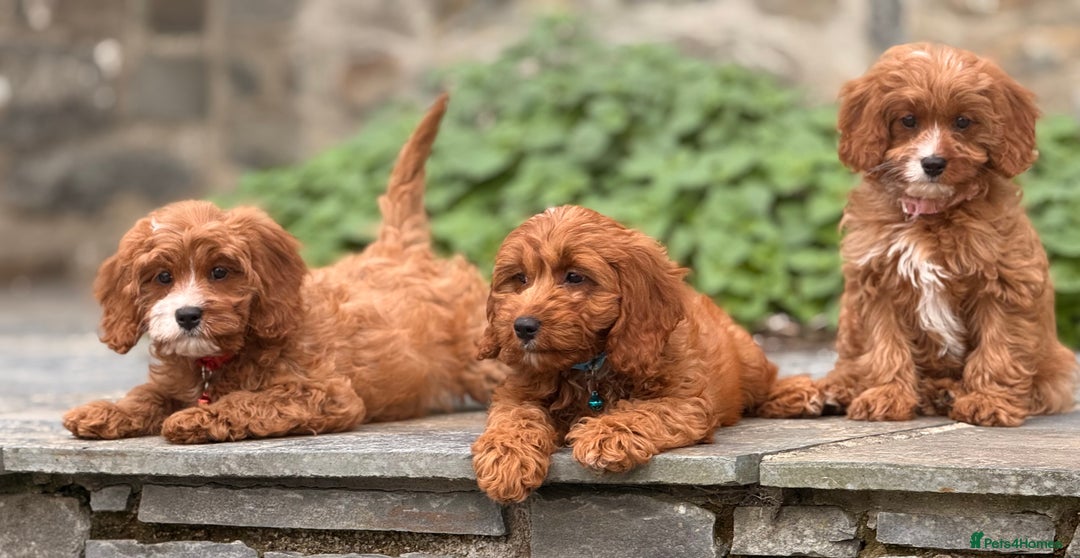 Cavapoo dogs for sale: Outstanding litter of deep red cavapoos - Image 10