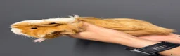 Guinea Pig rodents for sale: Female Guinea pigs  - Advert 5