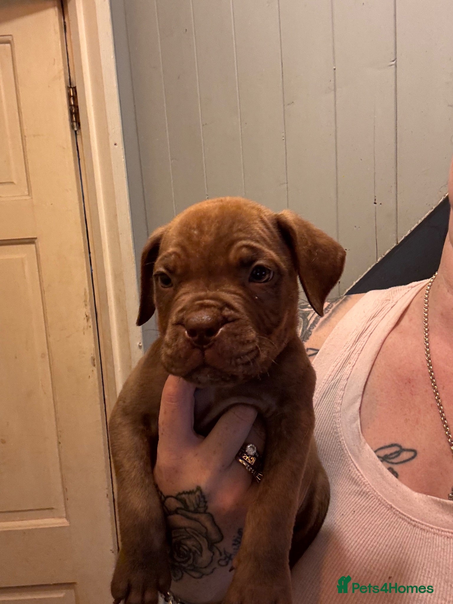 Mixed Breed dogs Dogue de Bordeaux x cane corso  - Advert 18