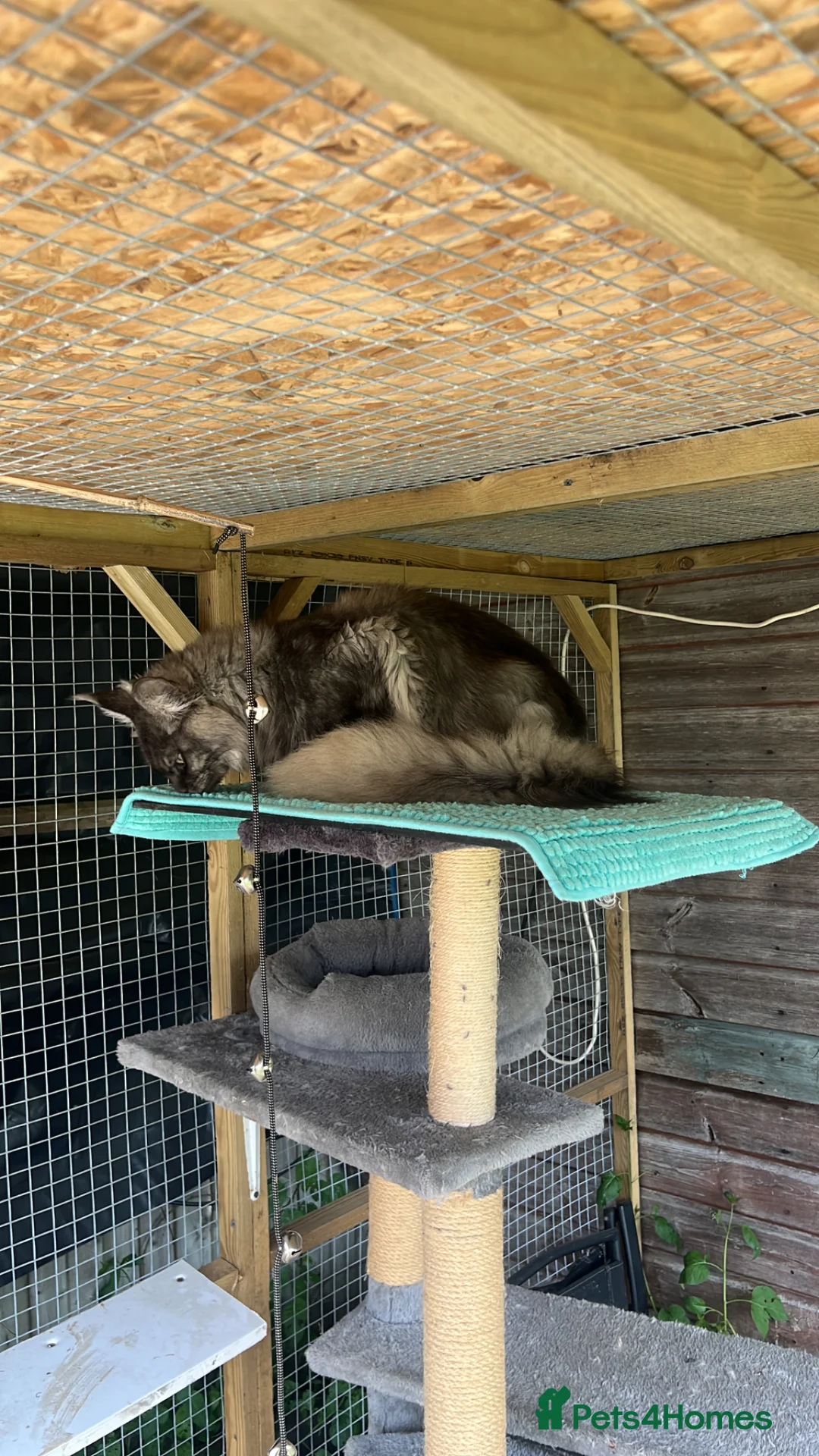 Maine Coon cats for sale: Stunning Maine Coon X Kittens - Advert 13
