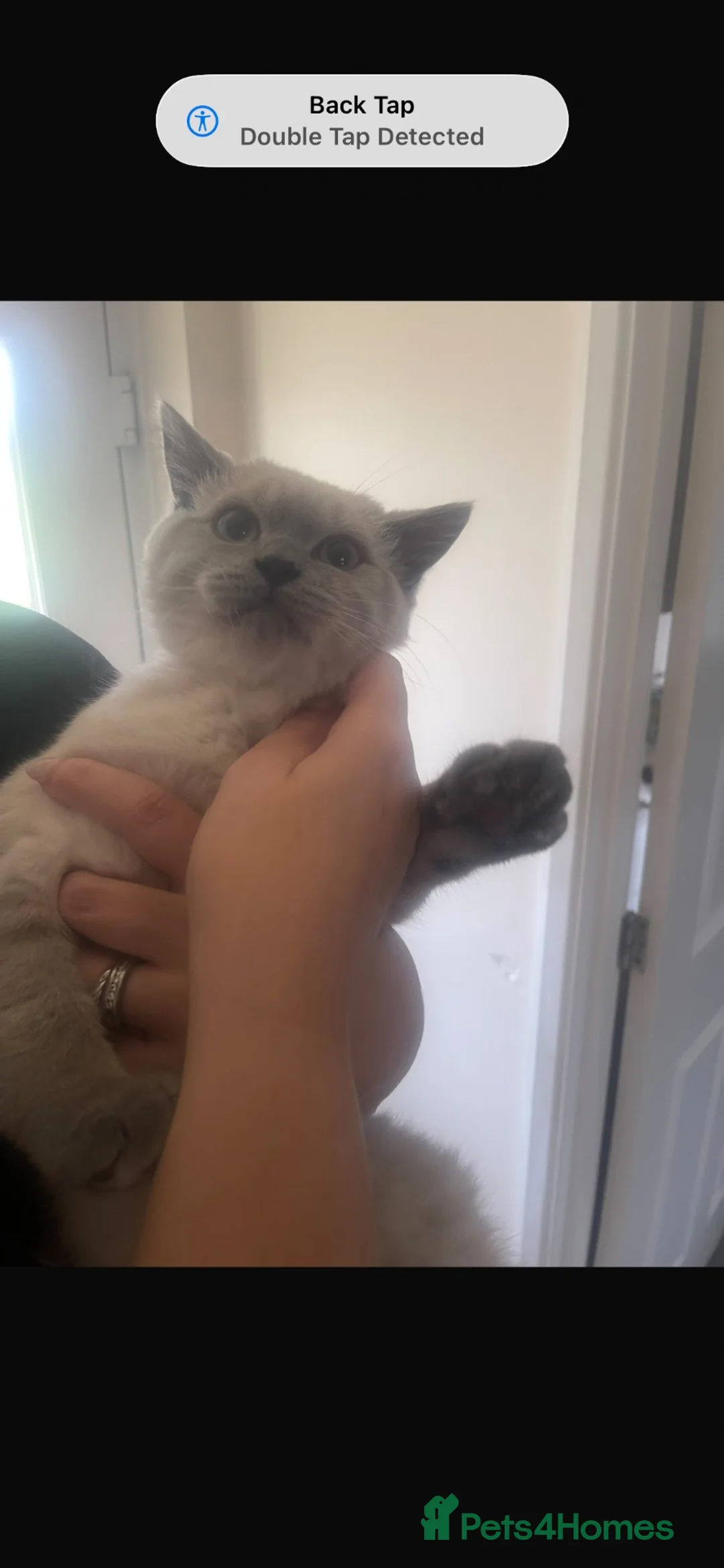 British Shorthair cats for sale: Teddy  - Advert 3