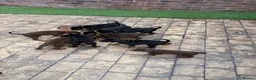 Dobermann dogs for sale: Quality Doberman Pups–Raised in a Busy Family Home - Advert 6