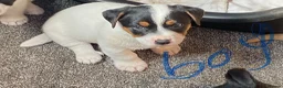 Jack Russell dogs for sale: Jack Russell puppies  - Advert 3