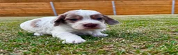 Cockapoo dogs for sale: Beautiful Cockapoo Babies 🐾🐾🐾 - Advert 21