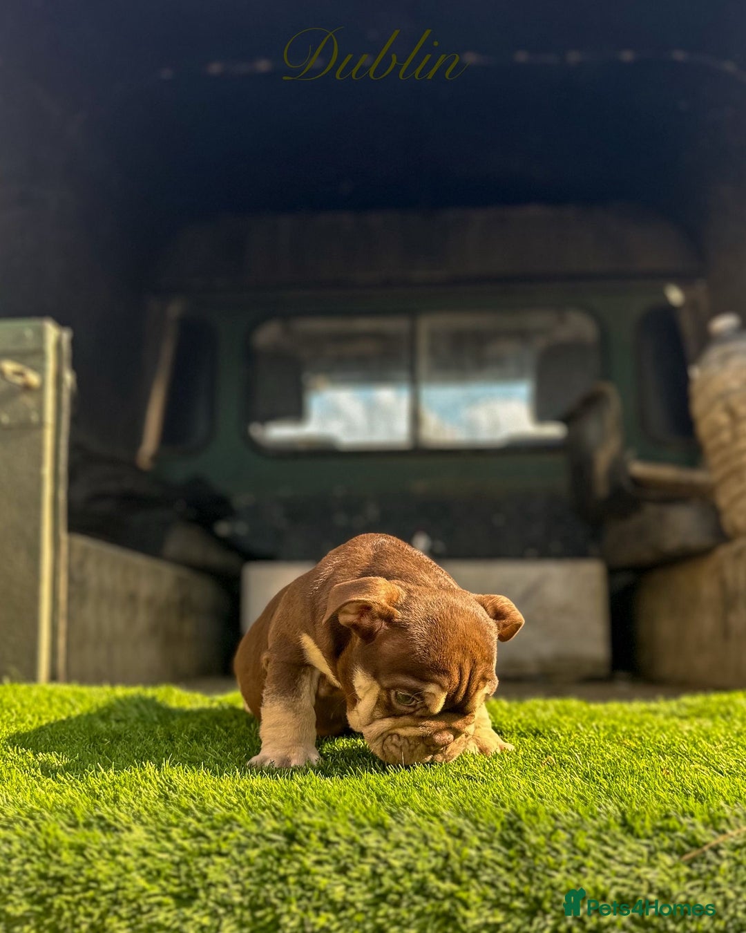 English Bulldog dogs for sale: 🔥 THE JACKPOT PUPPIES ARE HERE 🔥 - Image 14