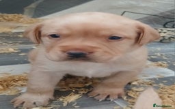 Labrador Retriever dogs for sale: Chunky labrador puppies  - Image 1
