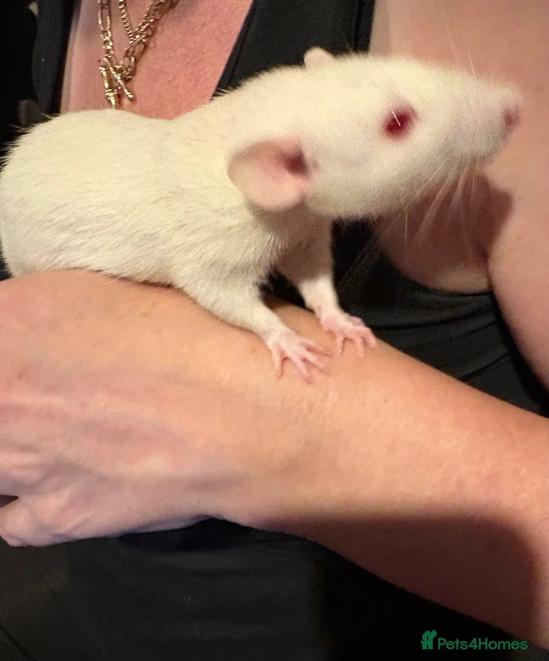 Rat rodents for sale: 3 dumbo rats 1 albino in Birmingham - Advert 2