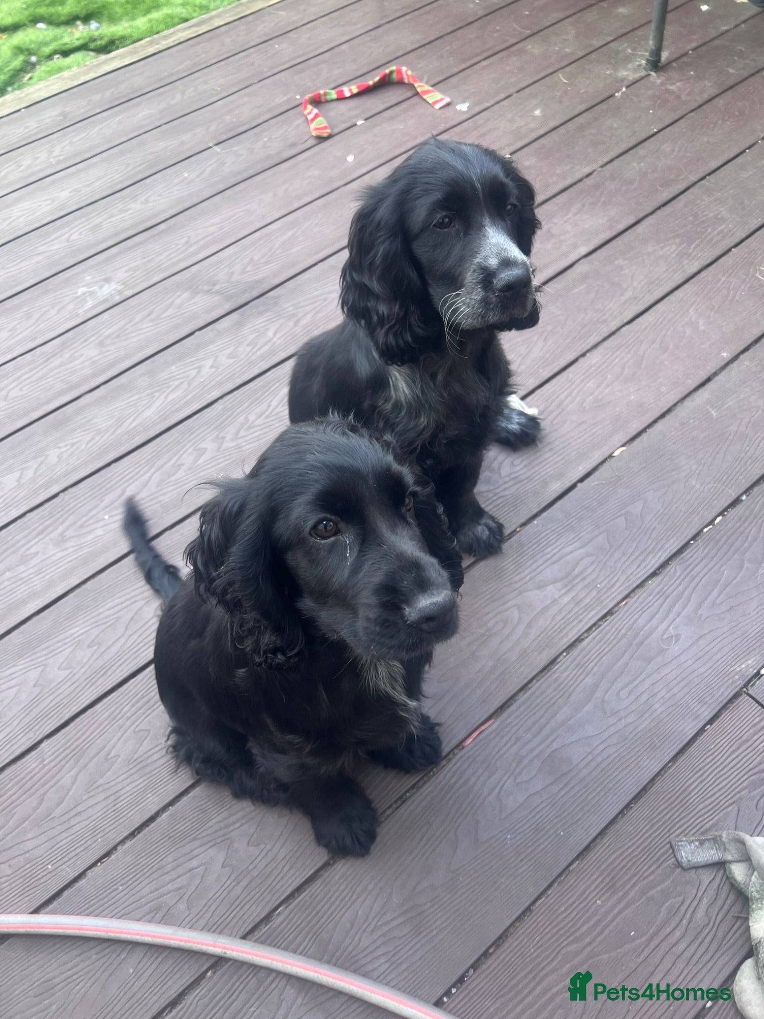 Cocker Spaniel dogs Cocker spaniel  - Advert 1