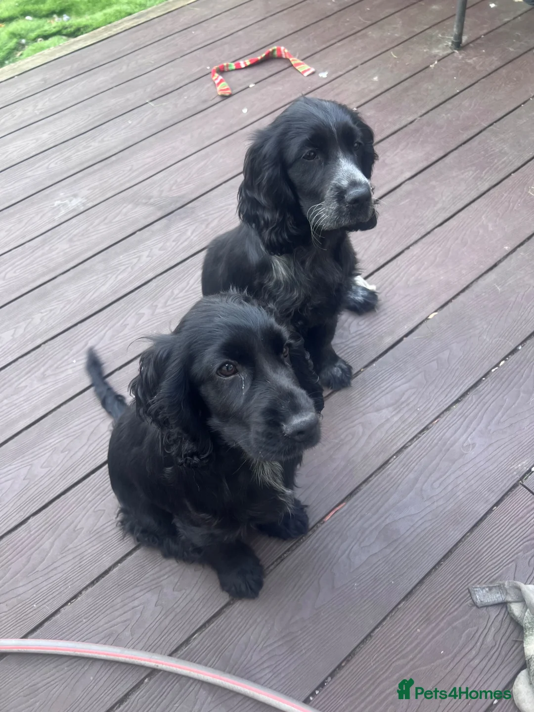 Cocker Spaniel dogs for sale: Cocker spaniel  - Advert 1