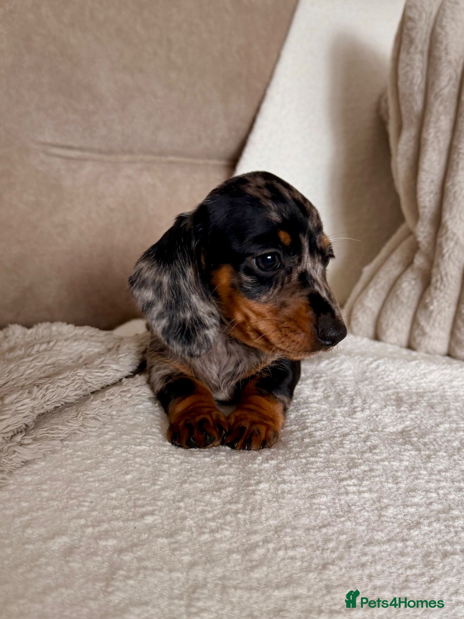 Miniature Dachshund dogs OUTSTANDING MINI SMOOTH DACHSHUND PUPPIES  - Advert 2