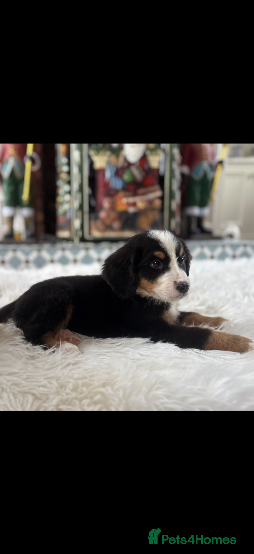 Bernese Mountain Dog dogs for sale: Bernese Mountain Dog Pups  - Advert 17