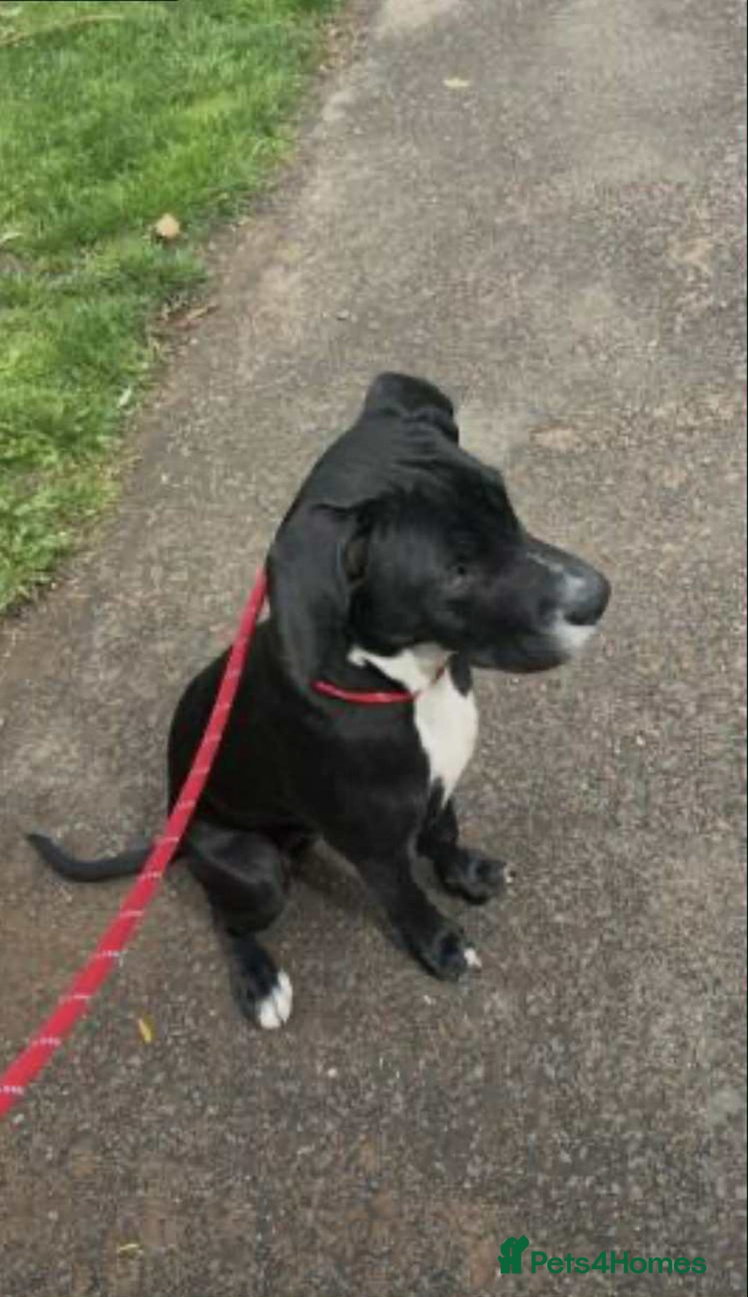 Mixed Breed dogs for sale: 9 month old staffy mix - Advert 5