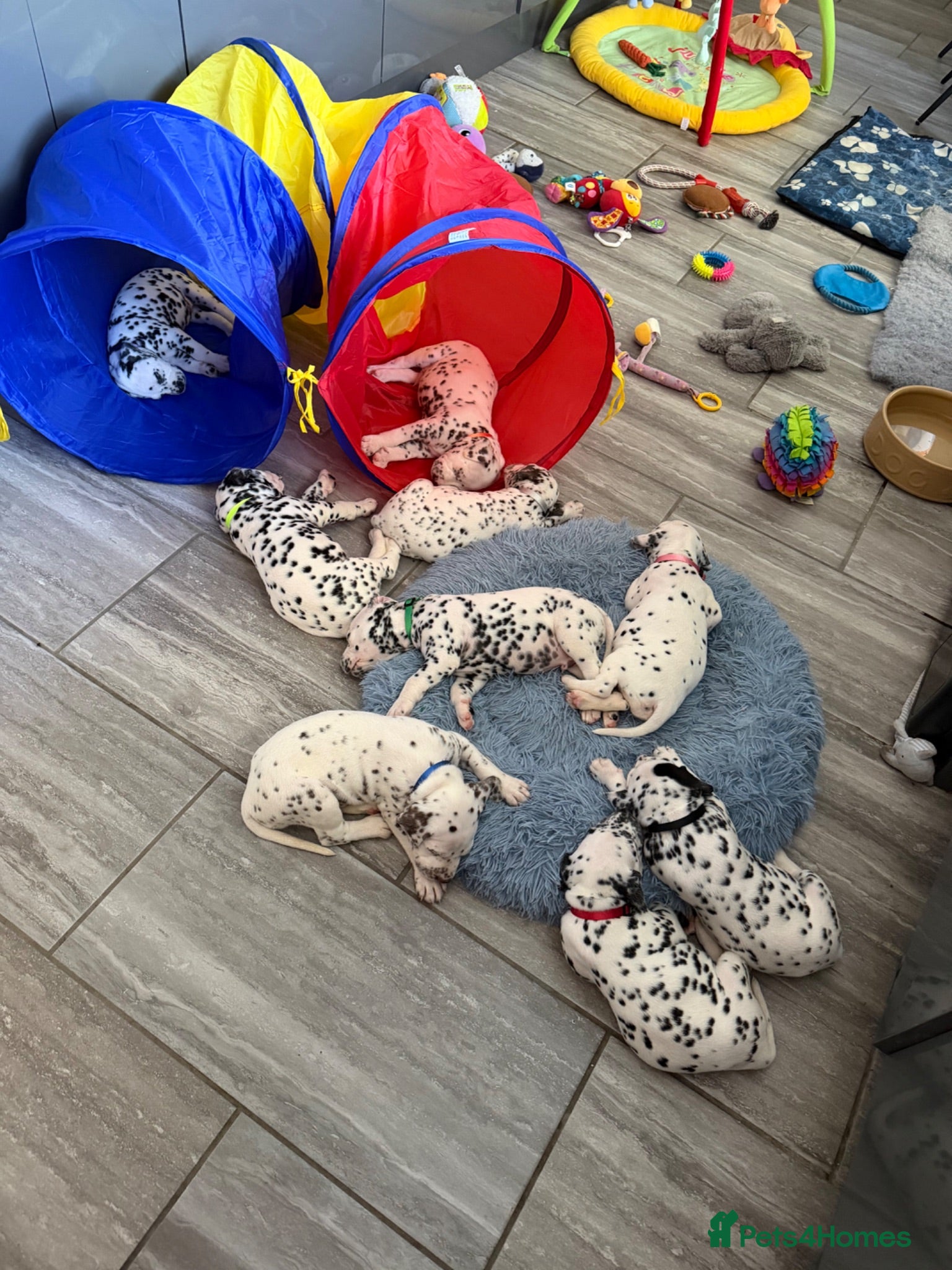 Dalmatian dogs 9 beautiful Dalmation puppies  - Advert 6