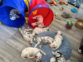 Dalmatian dogs 9 beautiful Dalmation puppies - Advert 6