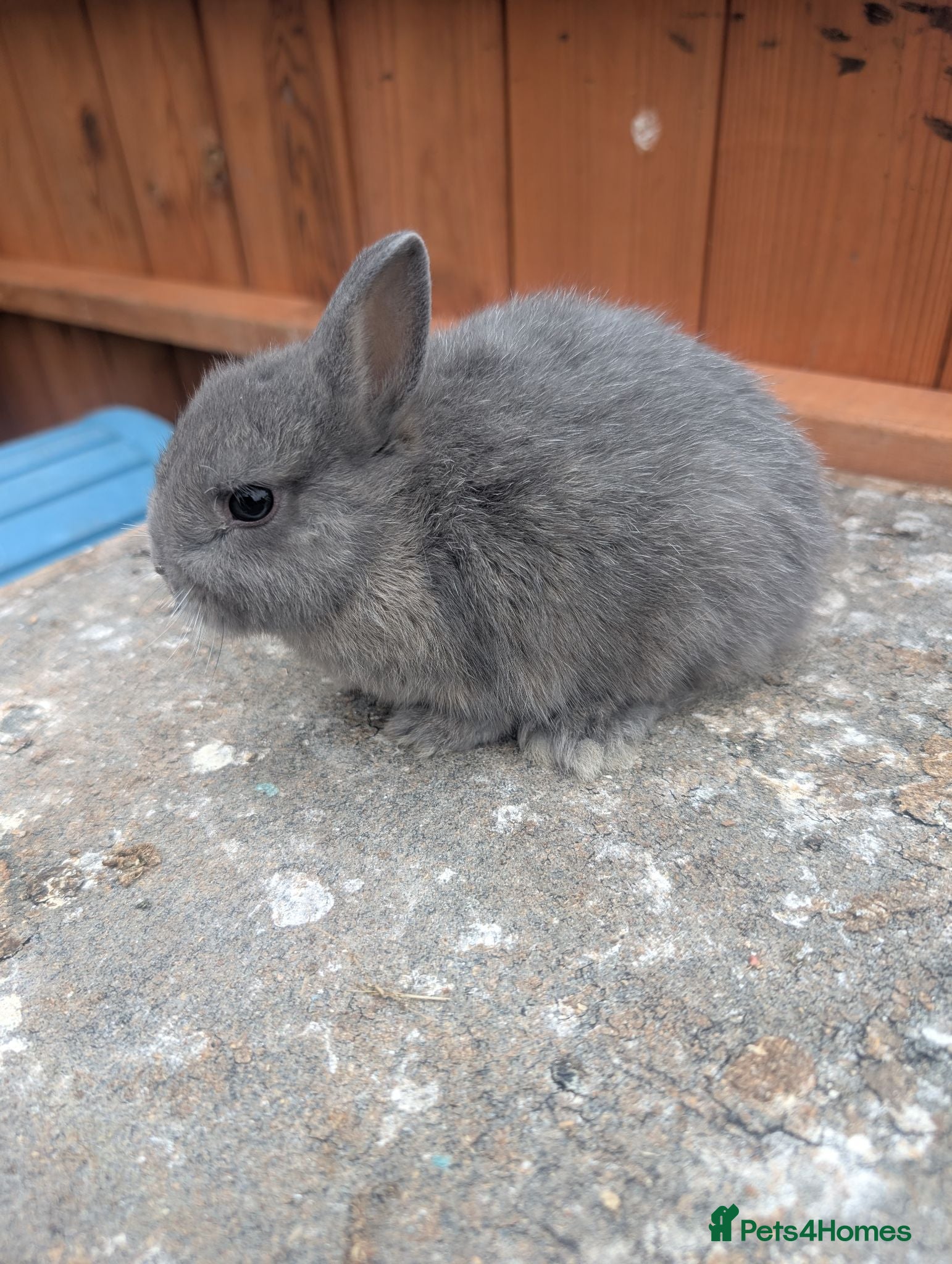 Netherland Dwarf rabbits Netherland dwarf baby's  - Advert 2