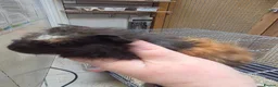 Guinea Pig rodents for sale: Female guinea pigs  - Advert 28