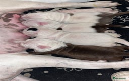 Mixed Breed dogs for sale: 4 beautiful American bully cross staffy puppies - Image 7