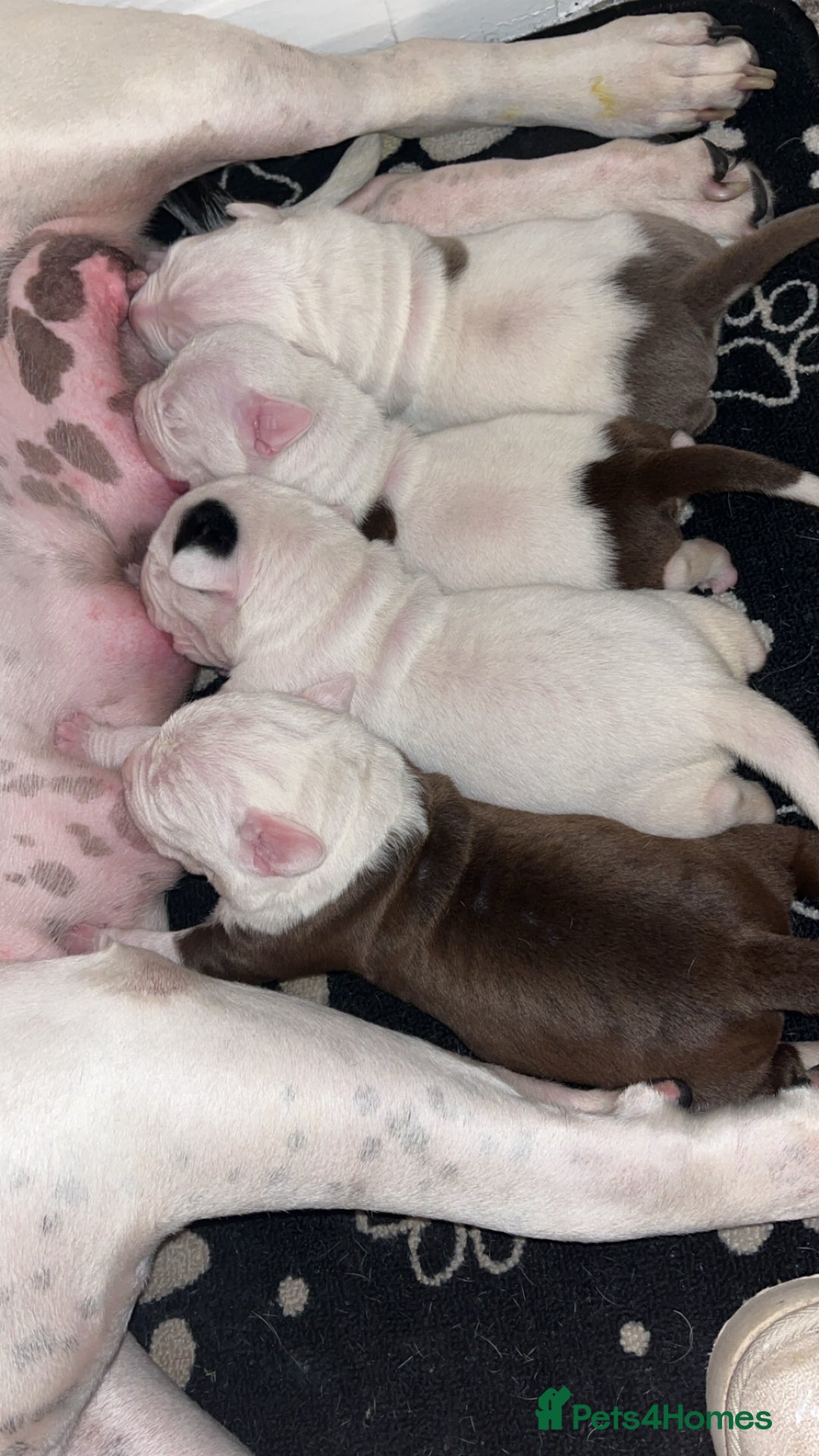 Mixed Breed dogs for sale: 4 beautiful American bully cross staffy puppies - Image 7