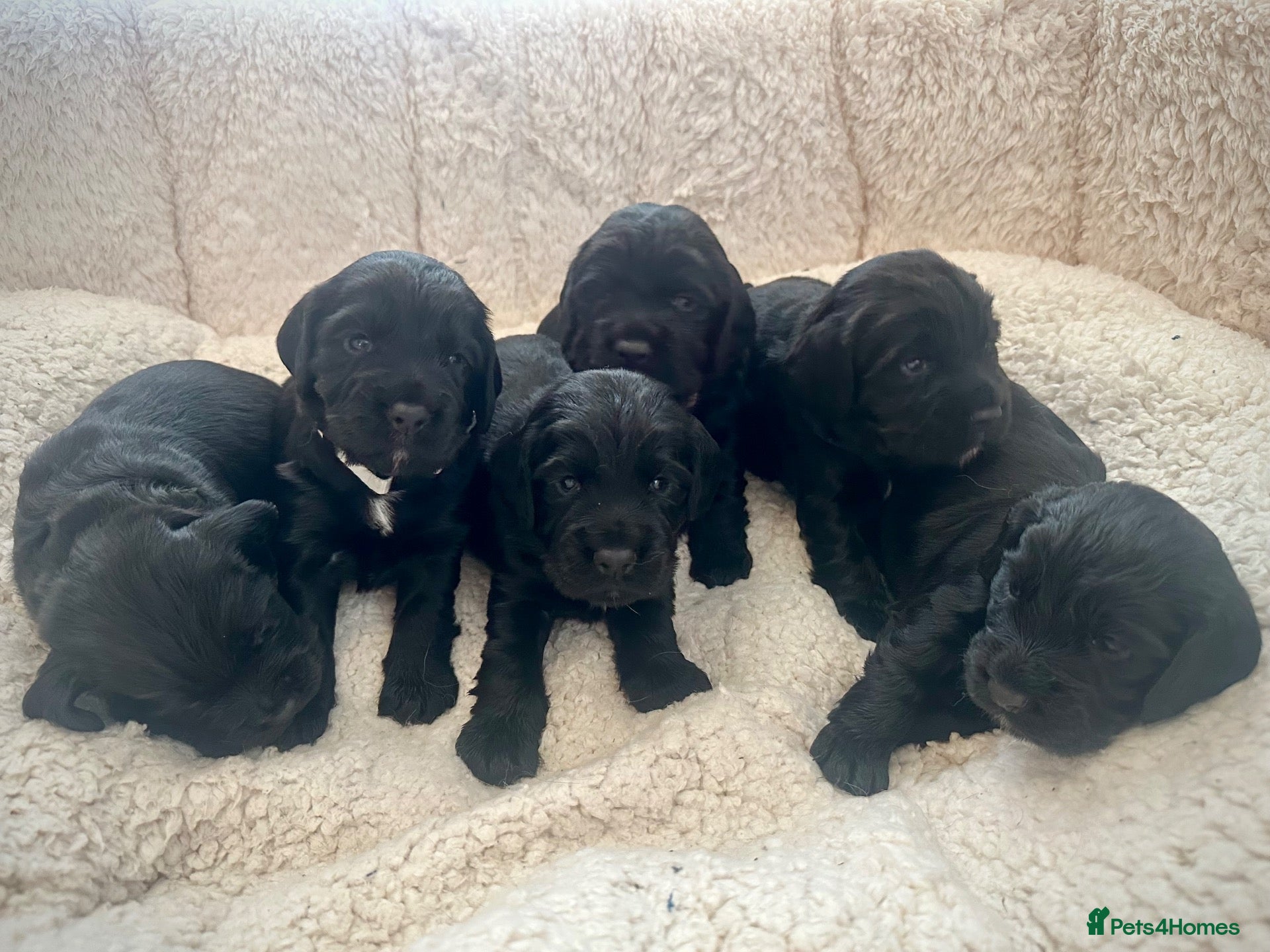 Cocker Spaniel dogs Stunning KC Cocker Spaniel Puppies - Advert 1