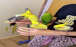 Cockatiels birds for sale: Cockateils - Image 2