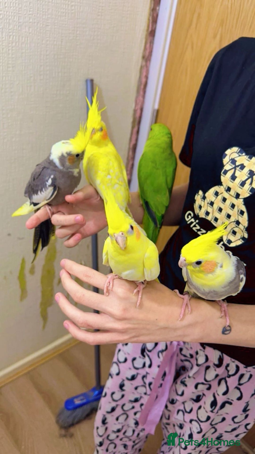 Cockatiels birds for sale: Cockateils - Image 2