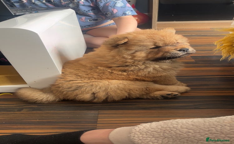Chow Chow dogs - Advert 5