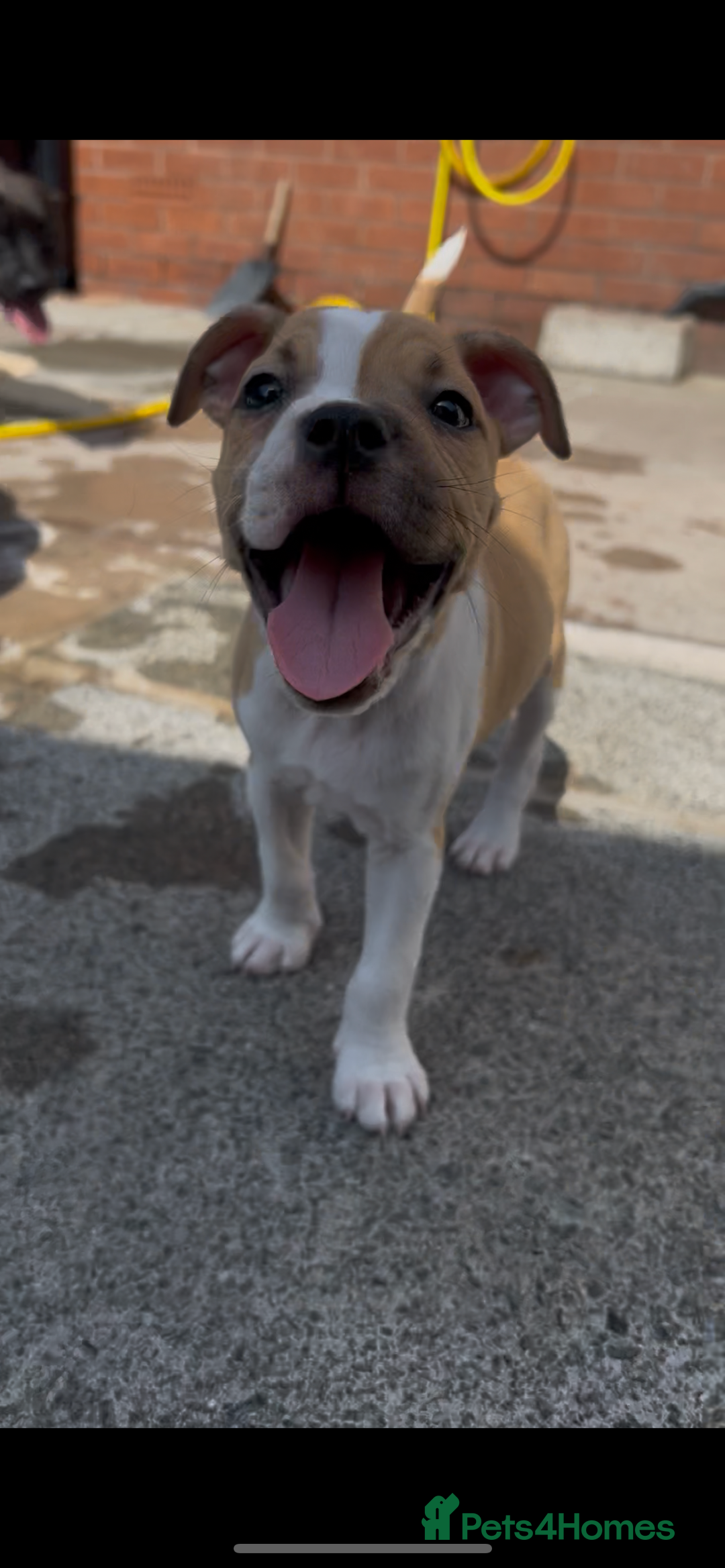 Staffordshire Bull Terrier dogs for sale: 13 week old pup for sale  - Image 6