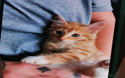 Mixed Breed cats for sale: Mixed breed kittens for sale - Image 4