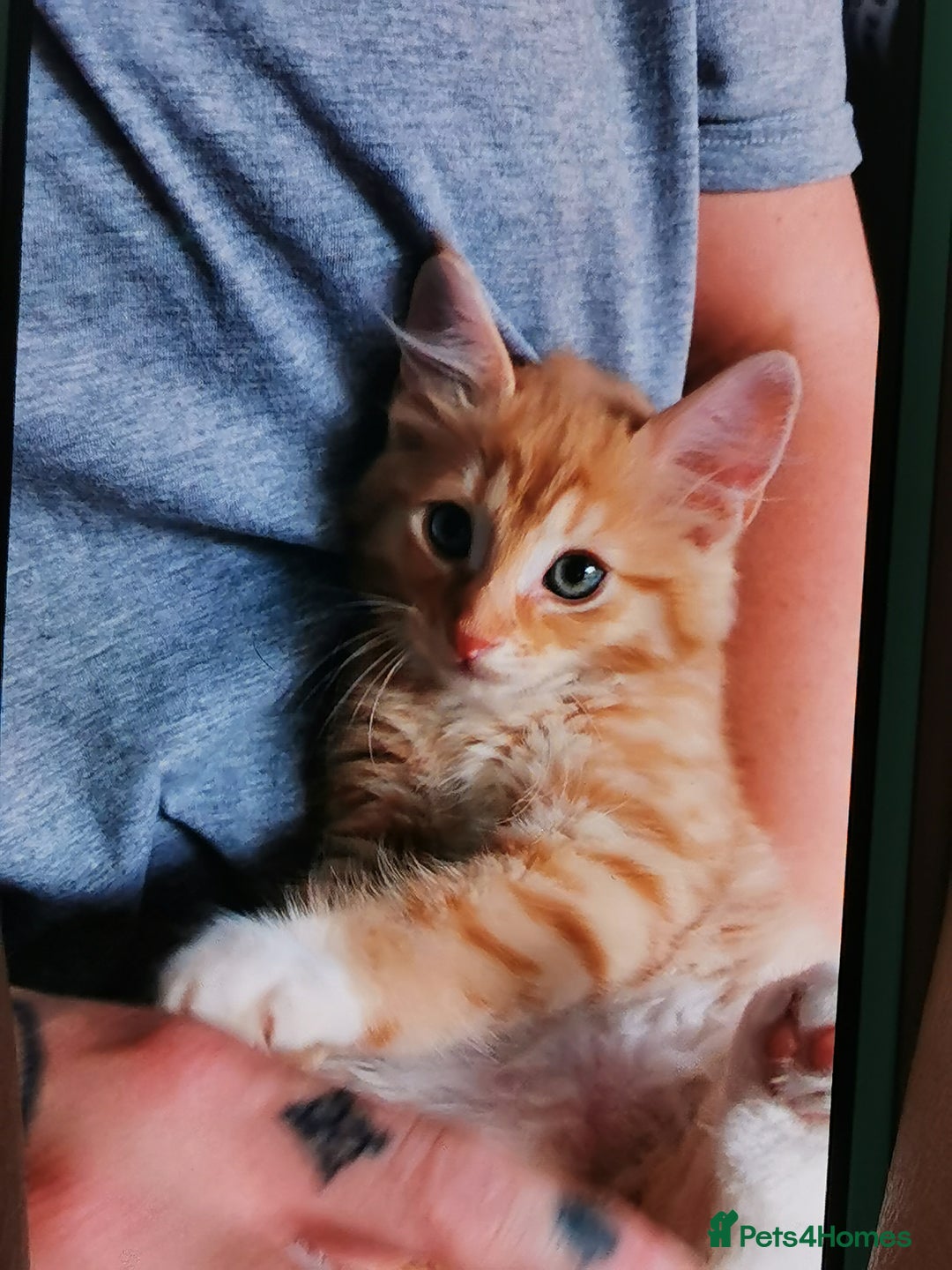 Mixed Breed cats for sale: Mixed breed kittens for sale - Image 4