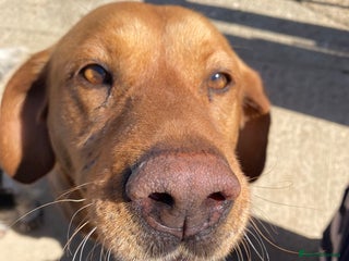 Labrador Retriever dogs Beautiful girl looking for 5* home - Advert 10
