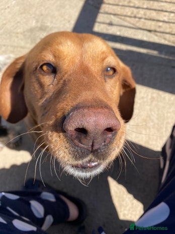 Labrador Retriever dogs Beautiful girl looking for 5* home - Advert 1
