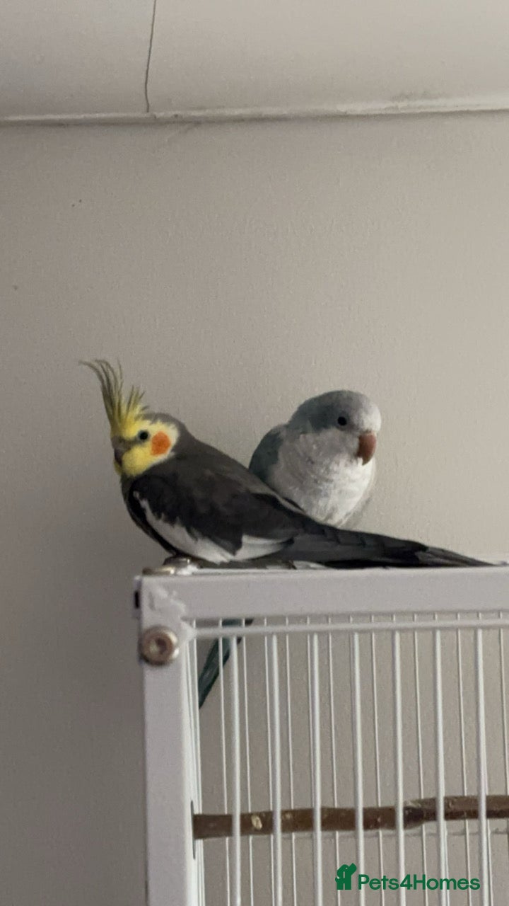Cockatiels birds cockatiel and quaker parrot - Advert 7