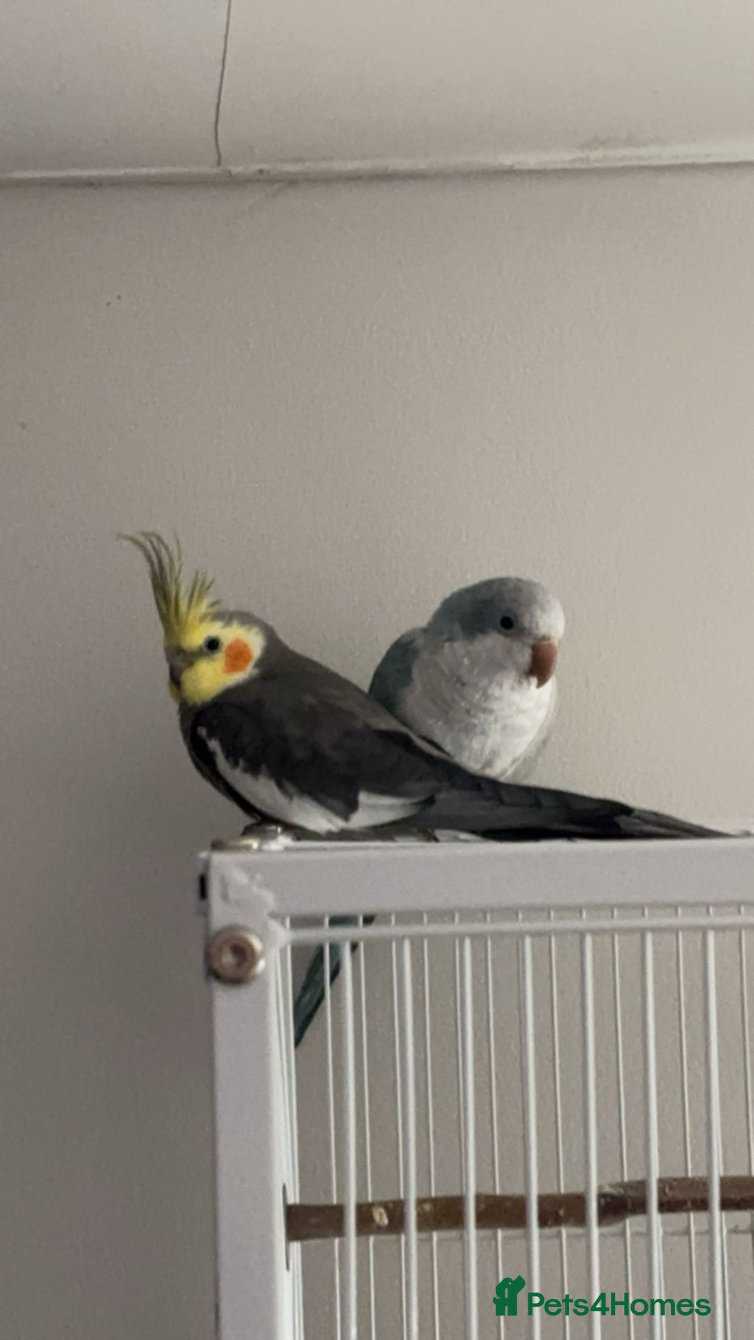 Cockatiels birds for sale: cockatiel and quaker parrot - Advert 1