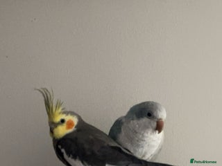 Cockatiels birds cockatiel and quaker parrot - Advert 1