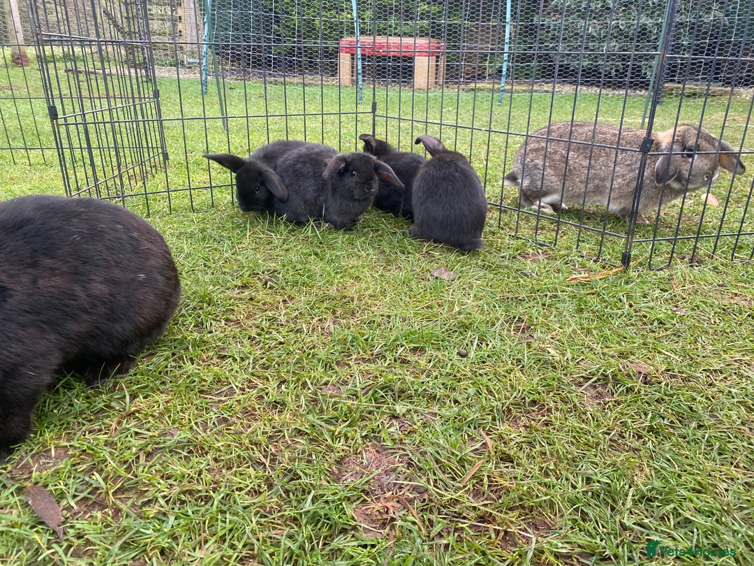 Mini Lop rabbits for sale: Mini lop bunnies - Advert 5